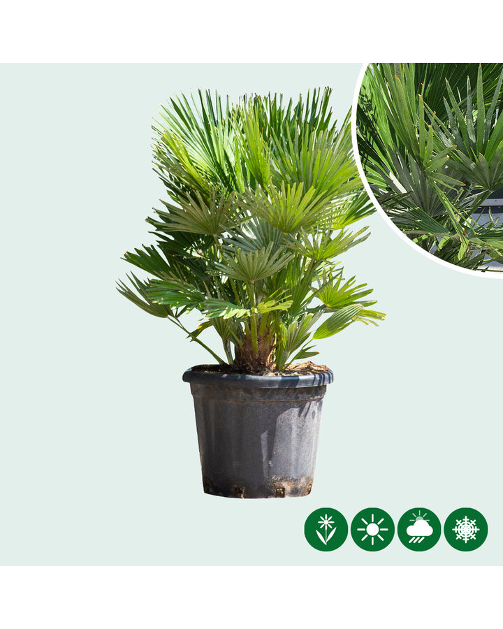 Chamaerops humilis 'Vulcano' | Dwergpalm 'Vulcano'