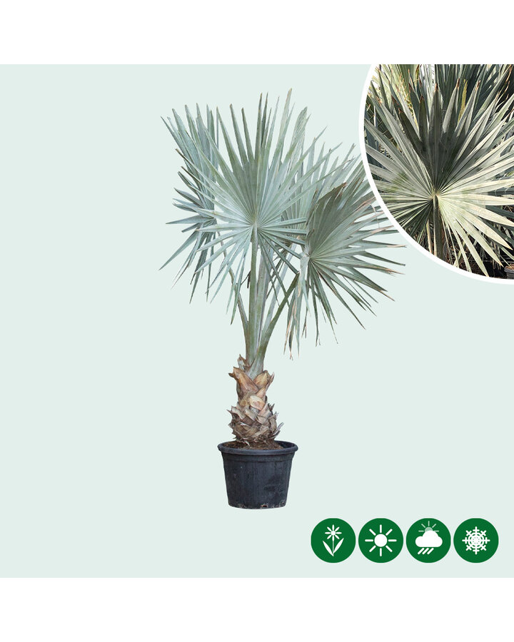 Bismarckia nobilis | Bismarck palm