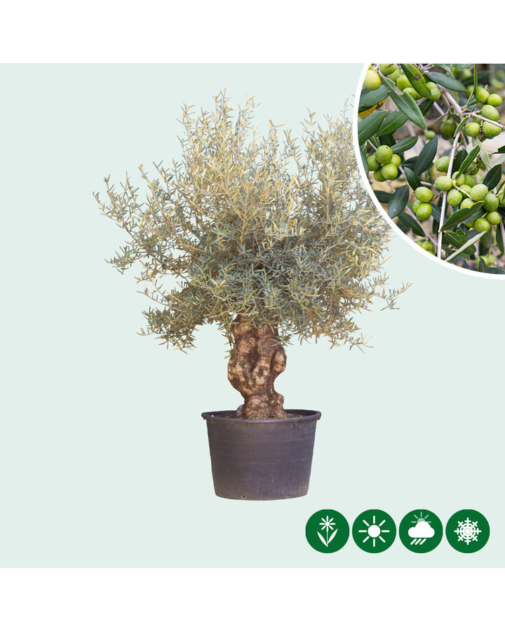 Olea europaea | Oude olijfboom