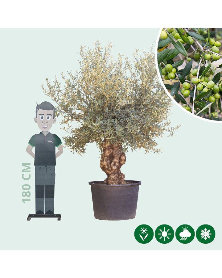 Olea europaea | Oude olijfboom