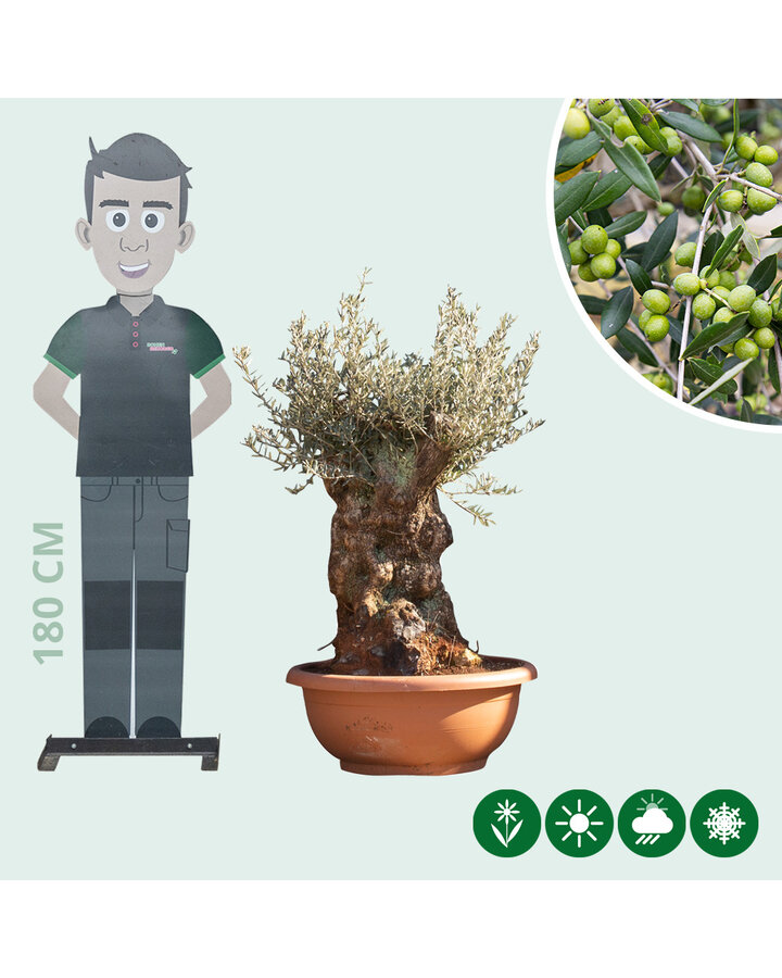Olea europaea | Olijfboom bonsai
