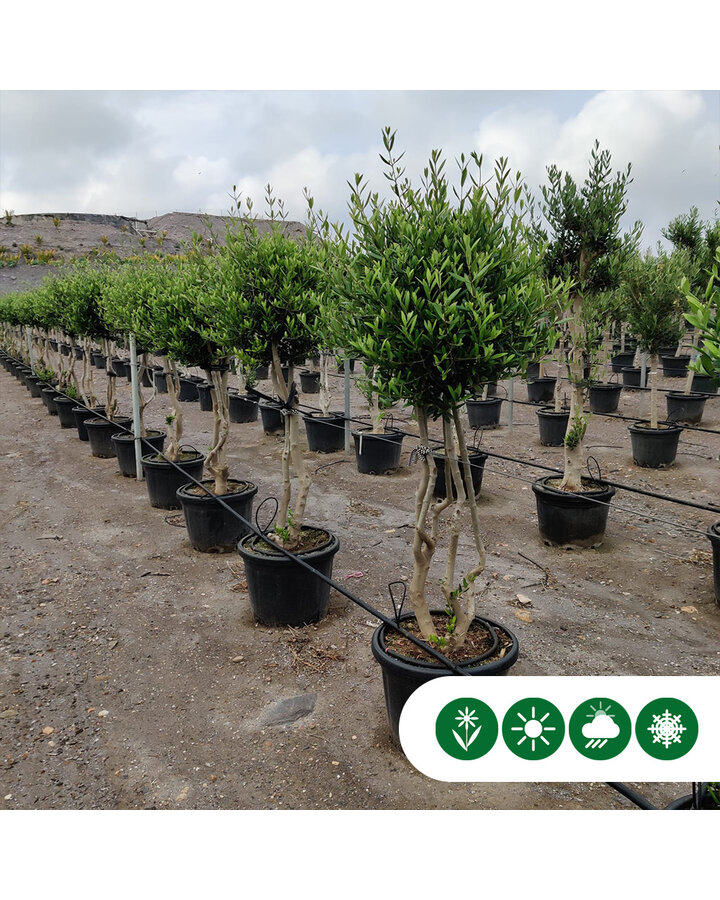 Olea europaea | Olijfboom meerstammig