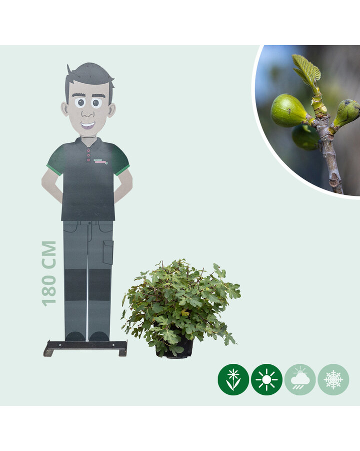Ficus carica | Vijgenstruik