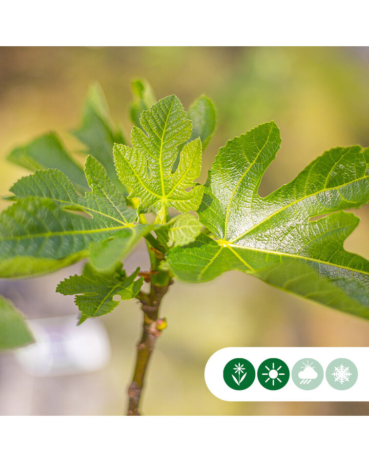 Ficus carica Panachee | Vijgenstruik 'Panachee'