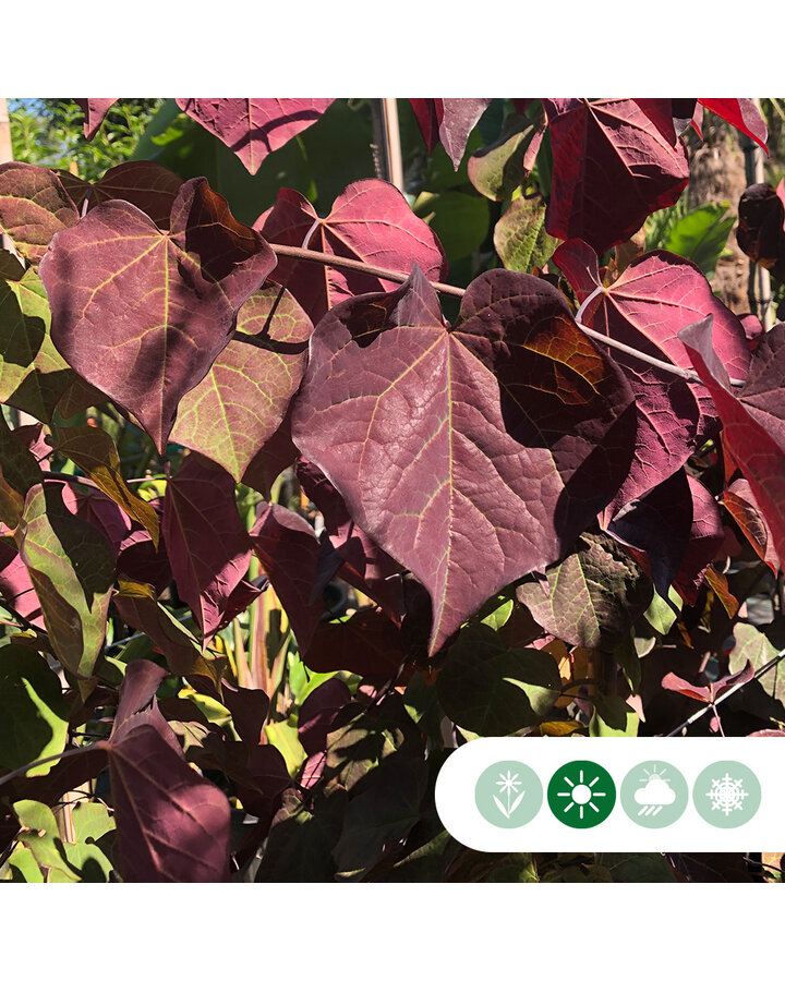 Cercis canadensis 'Ruby Falls' | Judasboom