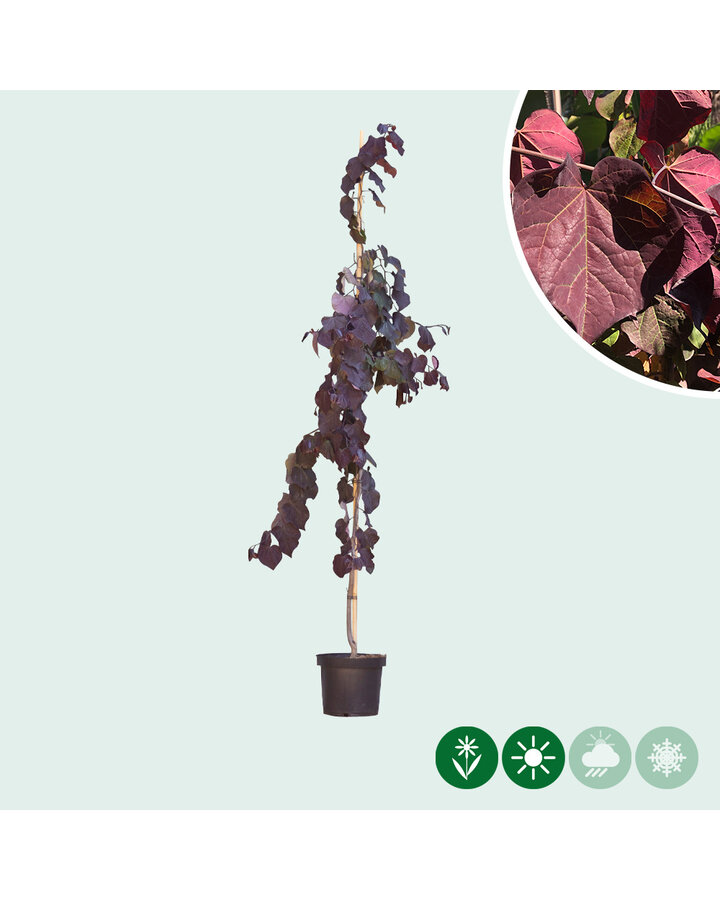 Cercis canadensis 'Ruby Falls' | Judasboom