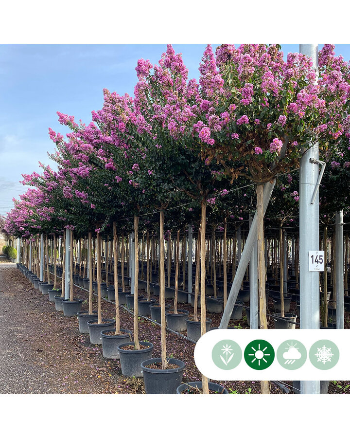 Lagerstroemia Indica 'Rosea Grassi' | Lagerstroemia