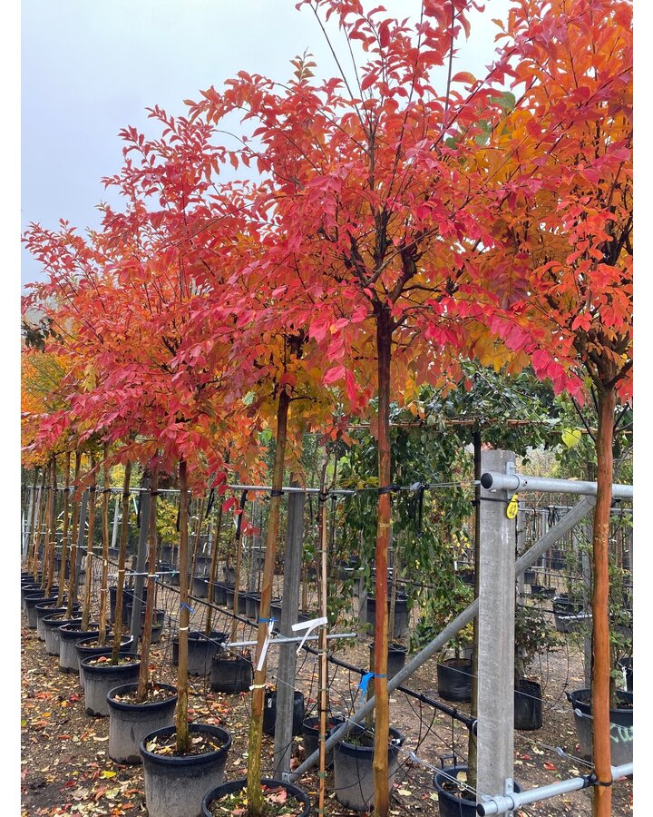 Lagerstroemia Indica 'Natchez' | Lagerstroemia