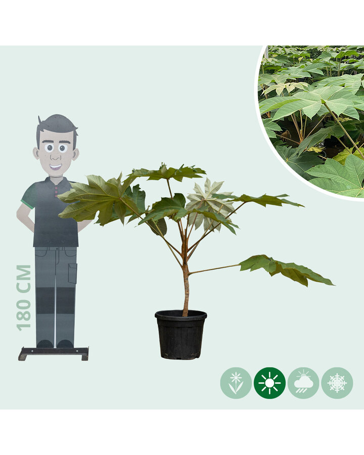 Tetrapanax papyrifer 'Rex' | Chinese rijstpapier plant