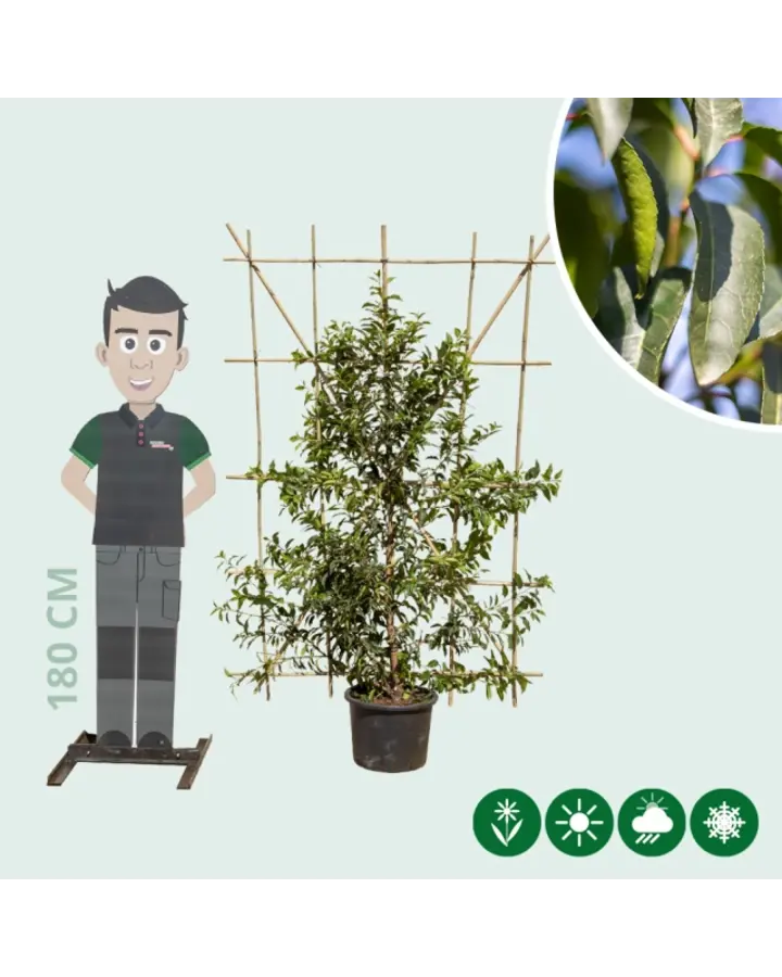 Prunus l. Angustifolia | Portugese laurier haagelement
