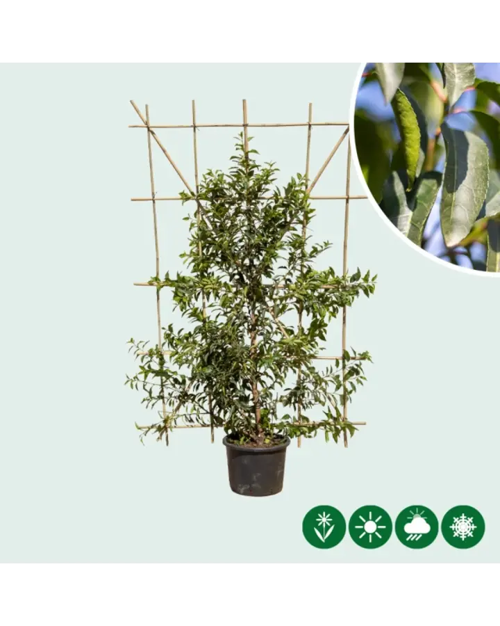 Prunus l. Angustifolia | Portugese laurier haagelement
