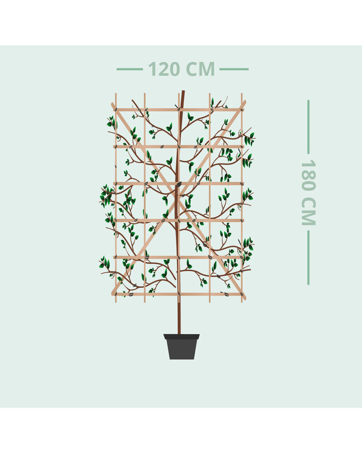 Carpinus betulus | Haagbeuk haagelement