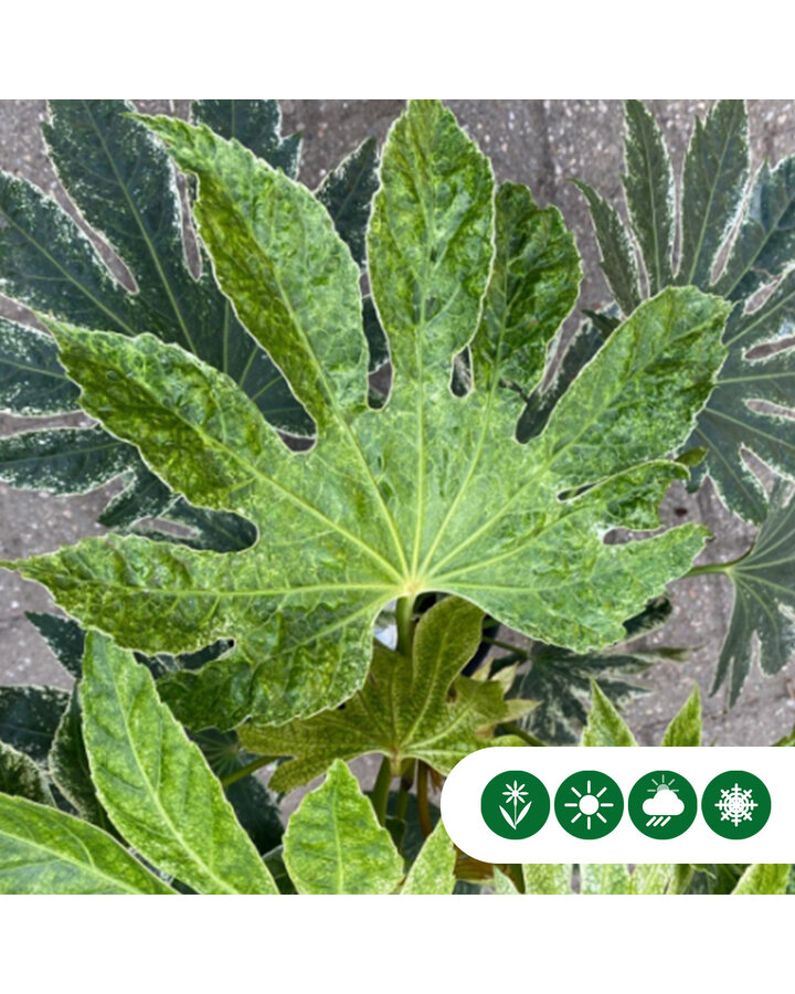 Fatsia japonica 'Spiderweb' | Vingerplant