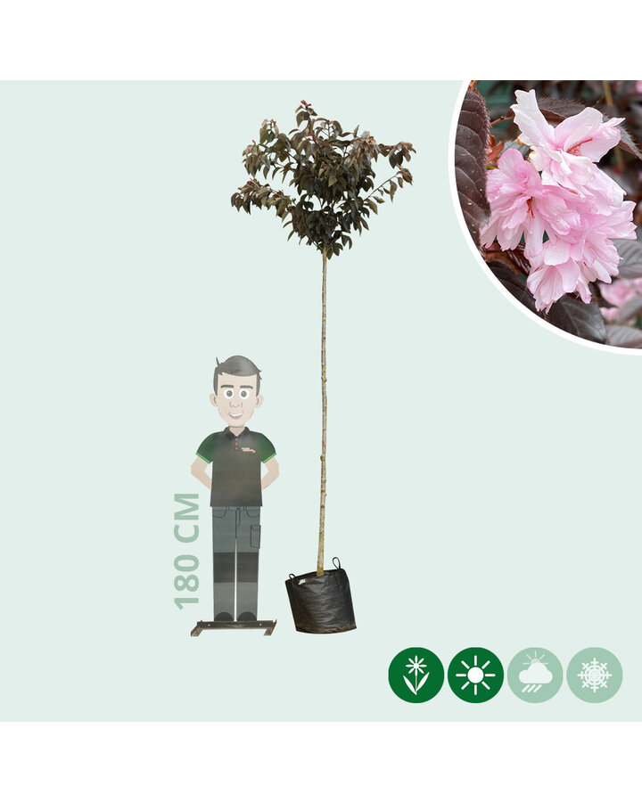 Prunus serr. 'Royal Burgundy' | Rode Japanse sierkers