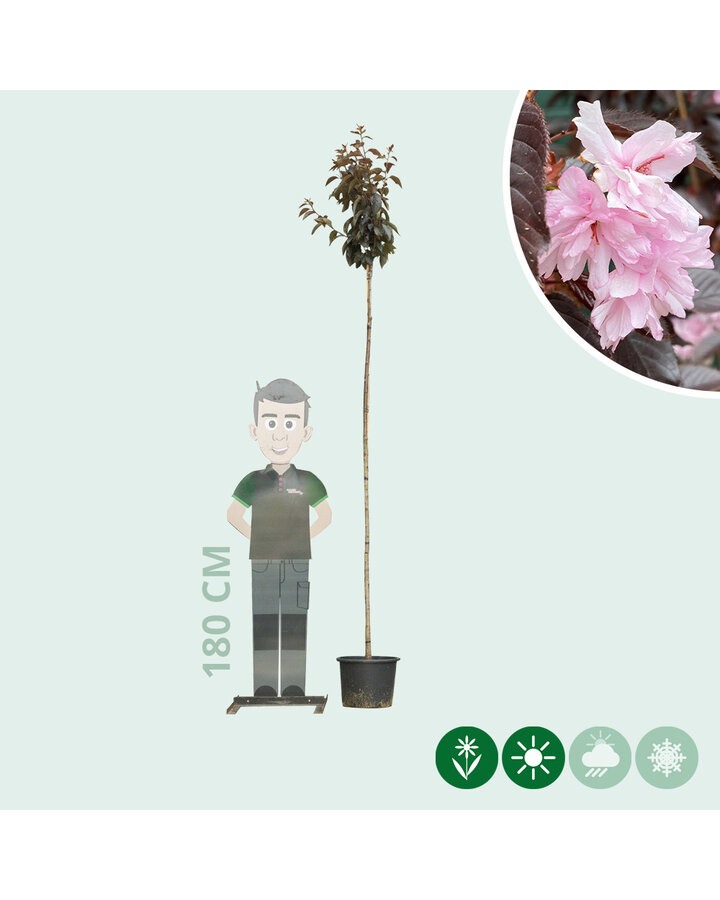 Prunus serr. 'Royal Burgundy' | Rode Japanse sierkers