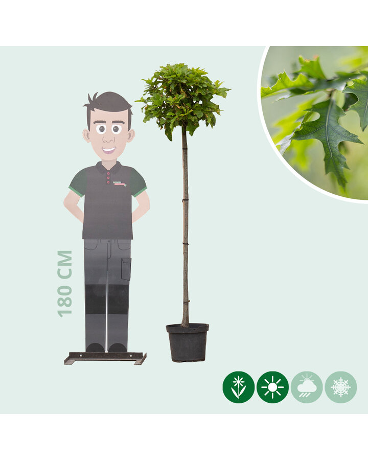 Quercus palustris 'Green Dwarf' | Eik | Laanboom