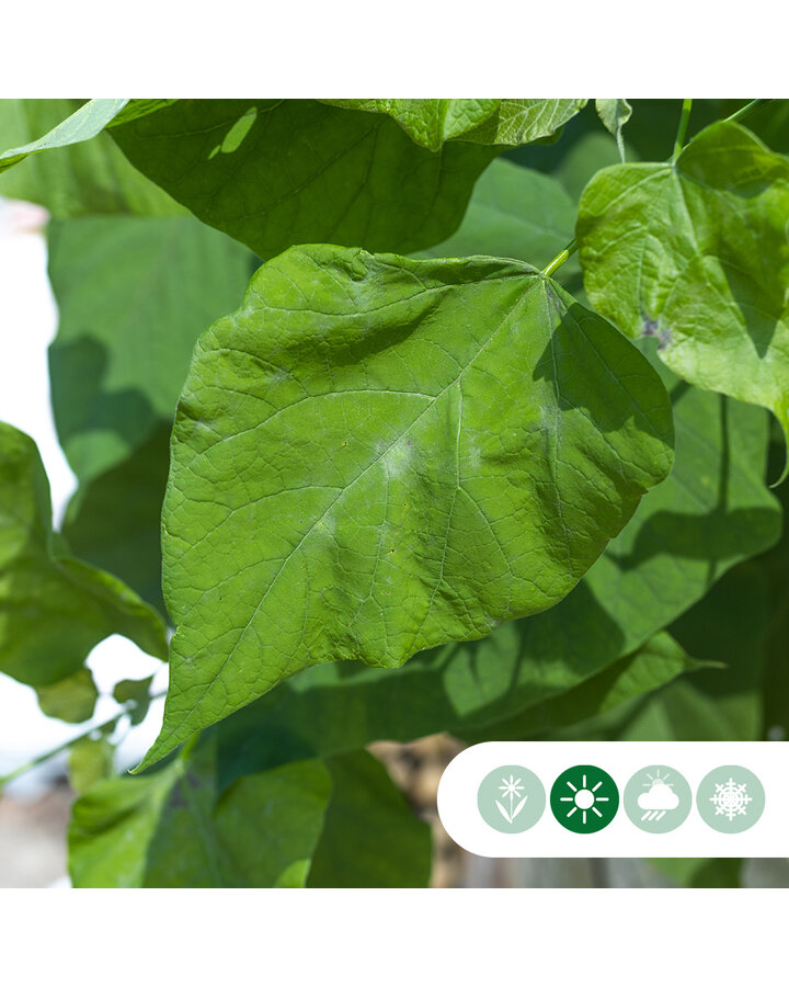 Catalpa bignonioides 'Nana' | Bol trompetboom