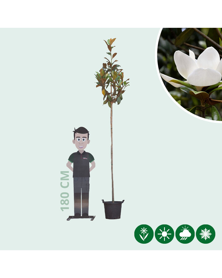 Magnolia grandiflora | Beverboom