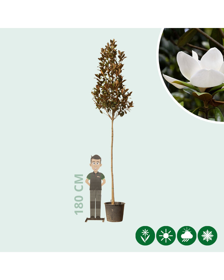 Magnolia grandiflora | Beverboom