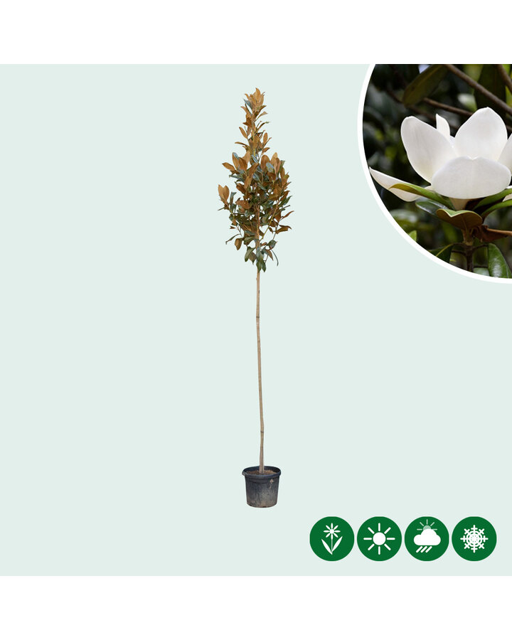 Magnolia grandiflora | Beverboom