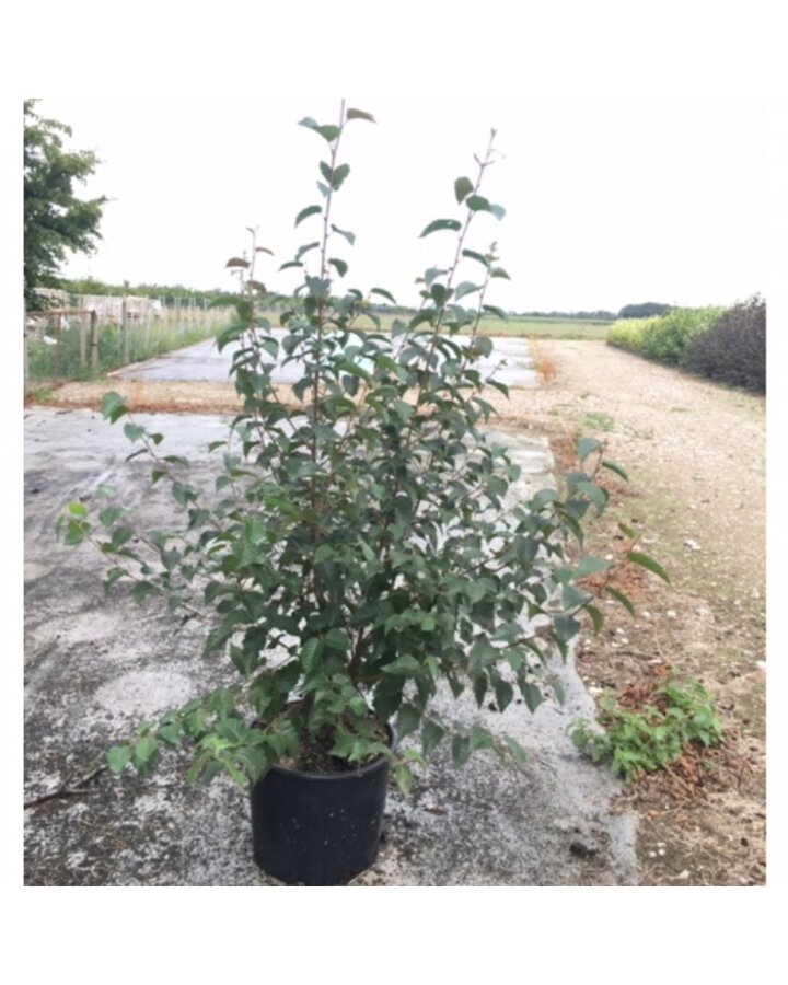 Betula albosinensis 'Fascination' | Chinese rode berk