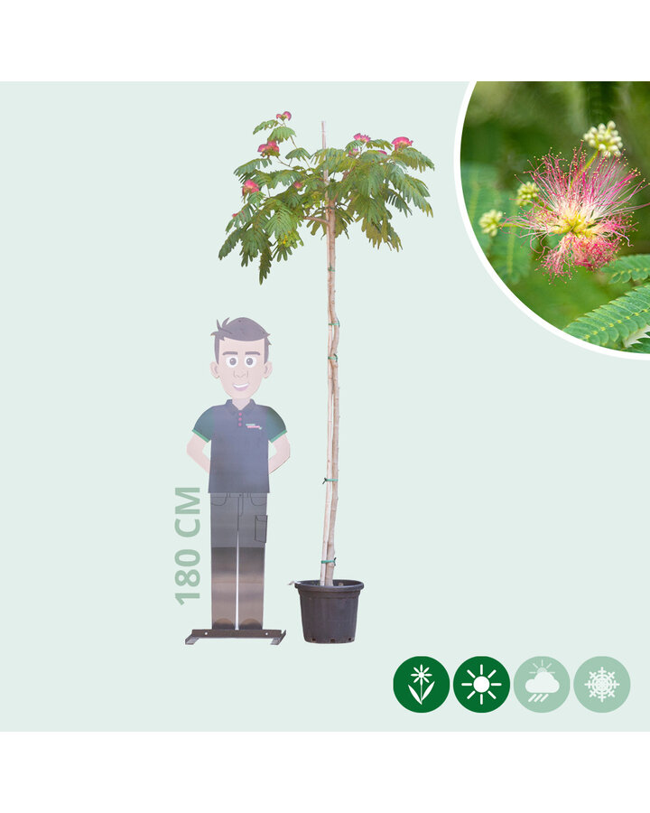 Albizia julibrissin | Perzische slaapboom