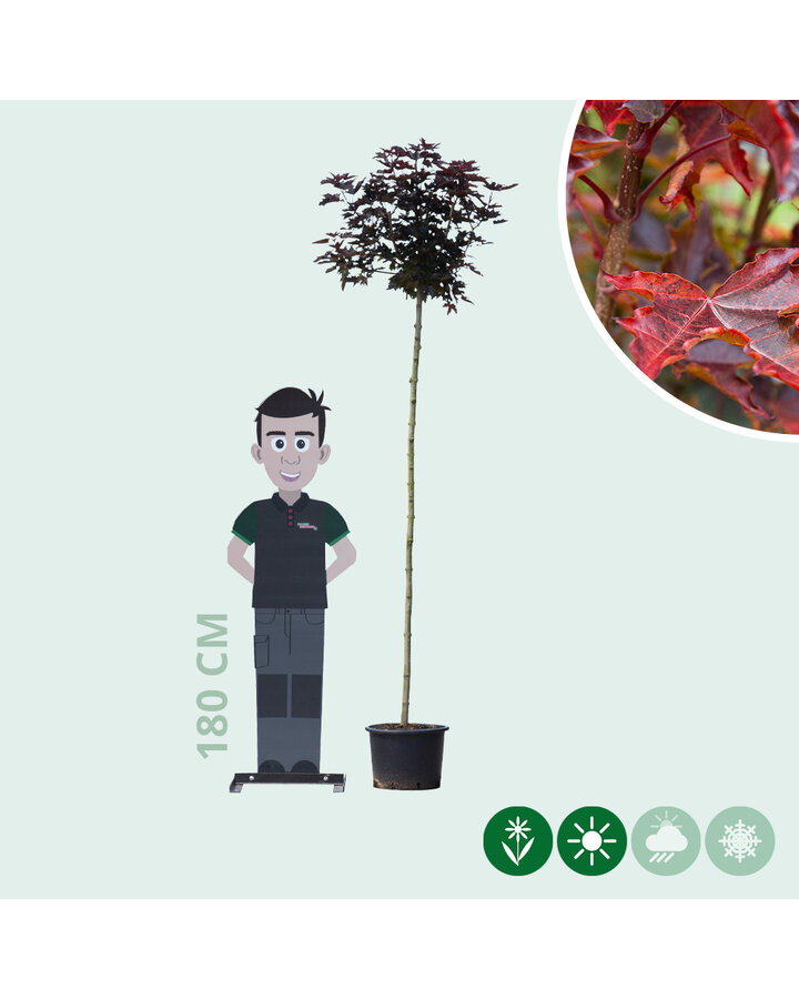 Acer plat. 'Crimson Centry' | Rode esdoorn