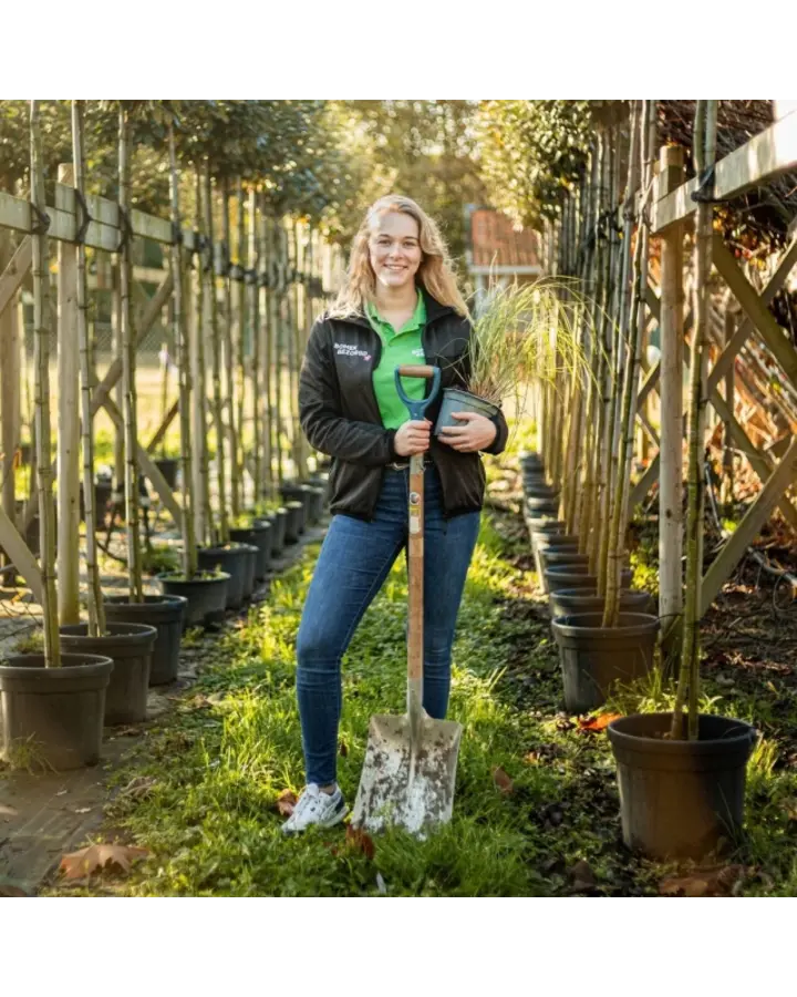 Aanplantservice hagen per meter enkele rij