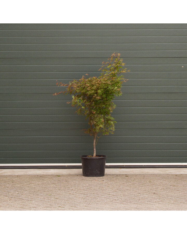 Acer palmatum 'Osakazuki' | Japanse esdoorn