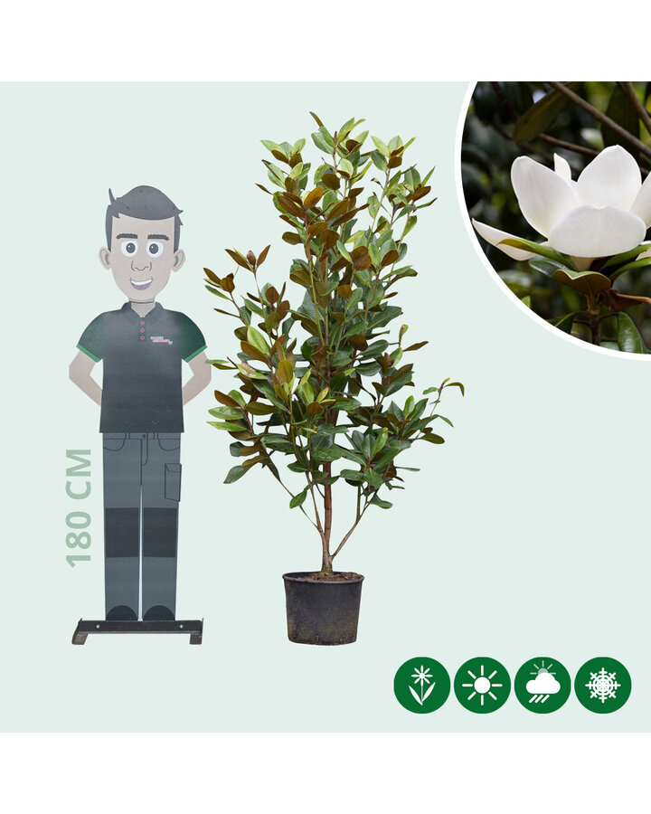 Magnolia grandiflora | Magnolia solitair