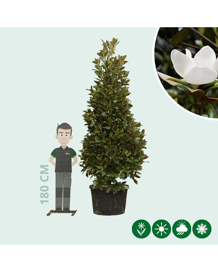 Magnolia grandiflora | Magnolia solitair