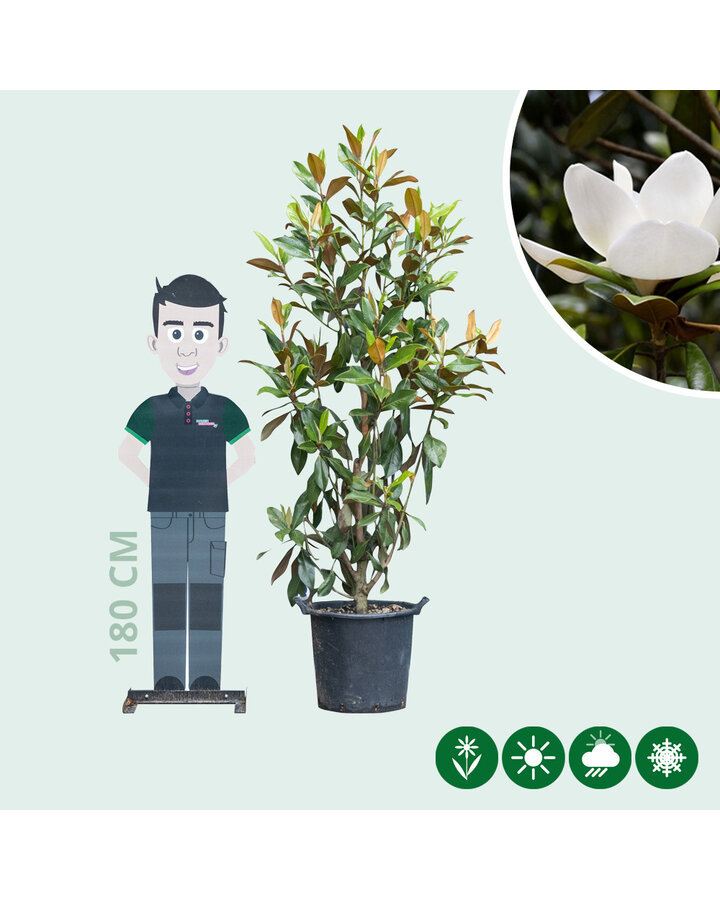 Magnolia grandiflora | Magnolia solitair