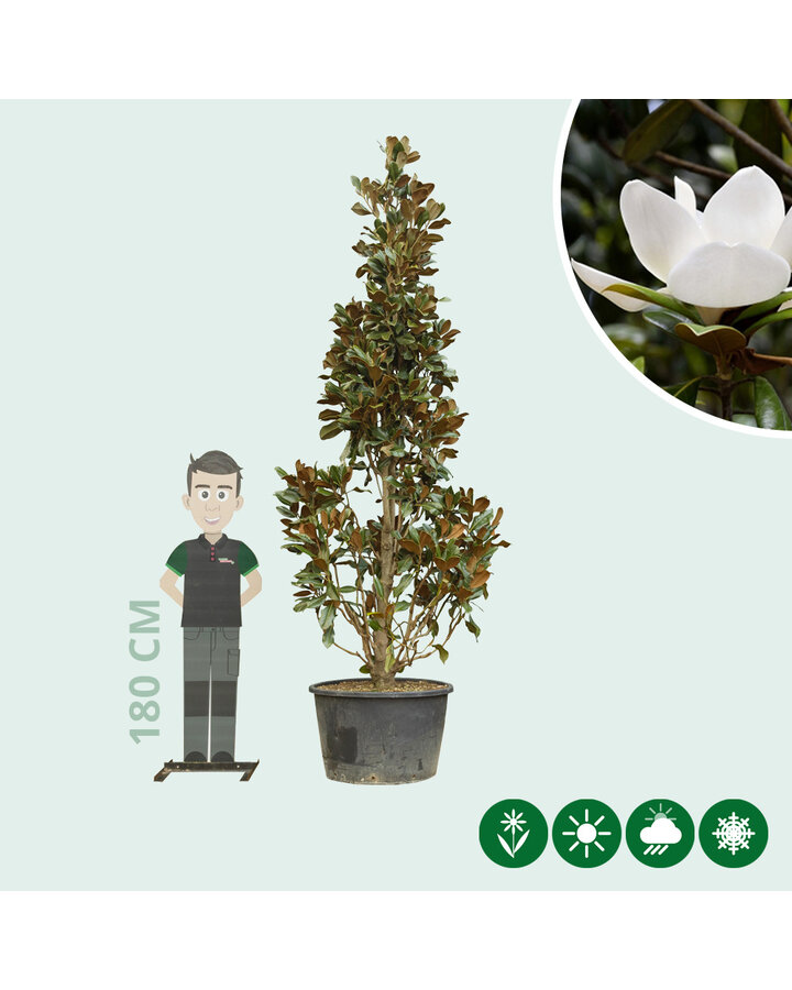 Magnolia grandiflora | Magnolia solitair