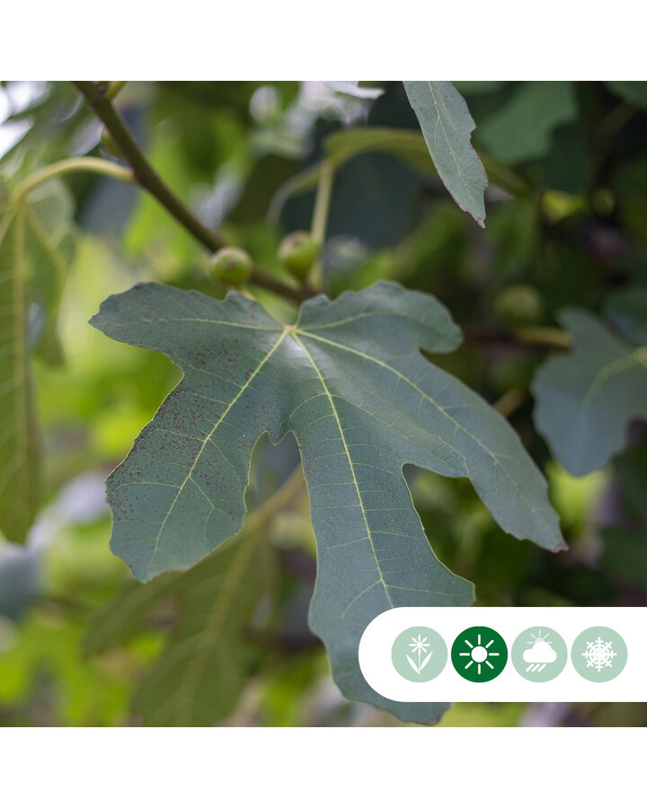 Ficus carica | Vijgenboom hoogstam