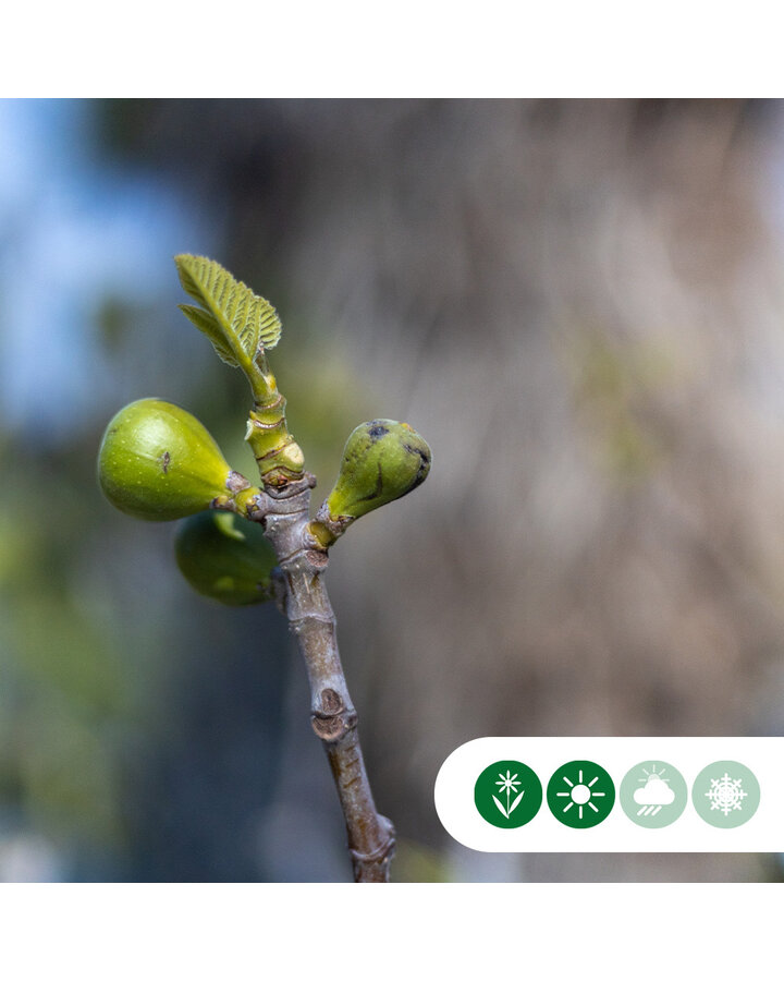 Ficus carica | Vijgenboom hoogstam