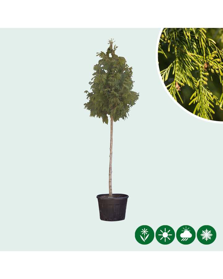 Thuja plicata. 'Excelsa' | Conifeer Excelsa