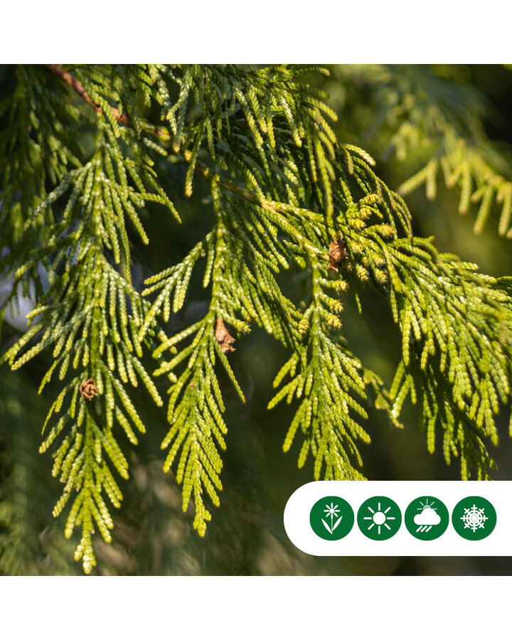 Thuja plicata. 'Excelsa' | Conifeer Excelsa