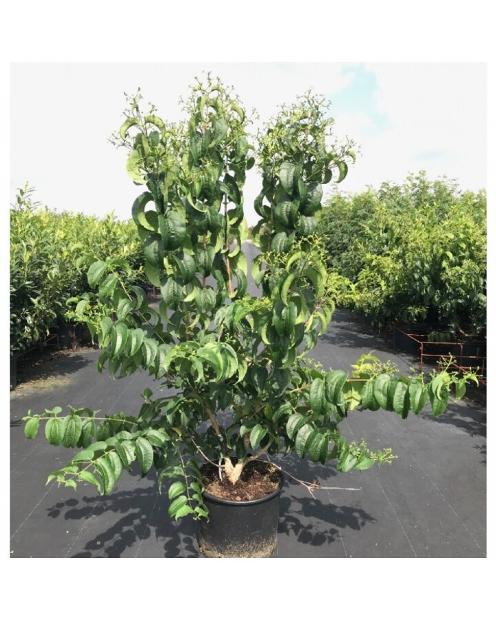 Heptacodium miconioides | Zevenzonenboom | Solitair