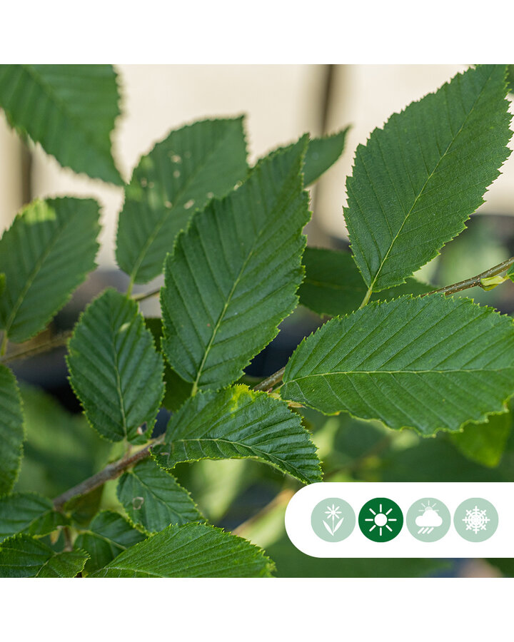 Carpinus betulus | Haagbeuk | Meerstammig