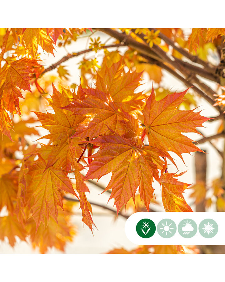 Acer pl. 'Princeton Gold' | Geelbladige Noorse esdoorn