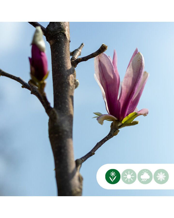 Magnolia 'Spectrum' | Magnolia 'Spectrum' struik