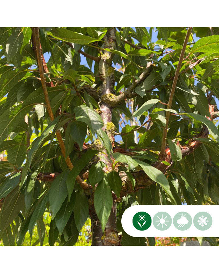 Prunus serrula | Tibetaanse Sierkers