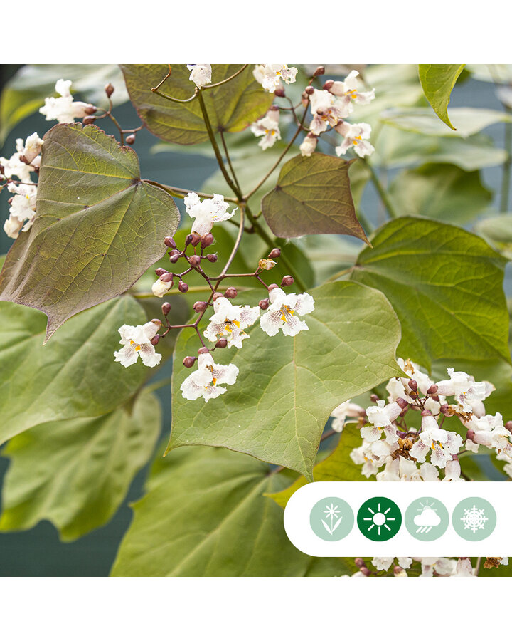 Catalpa erub. purpurea | Paarsbladige trompetboom