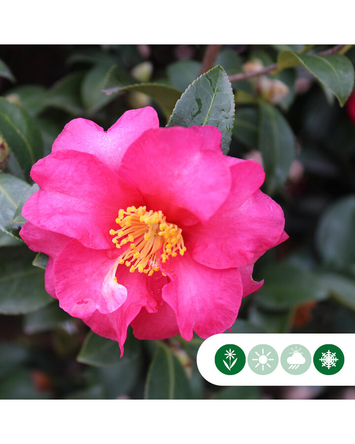 Camellia sasanqua | Japanse roos sasanqua meerstammig