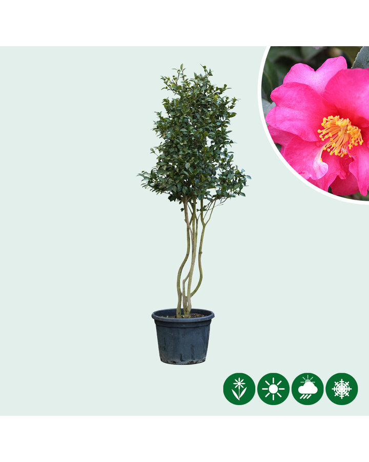 Camellia sasanqua | Japanse roos sasanqua meerstammig