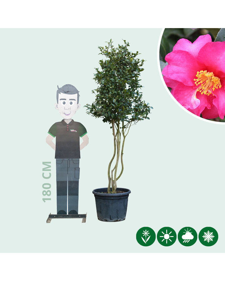 Camellia sasanqua | Japanse roos sasanqua meerstammig