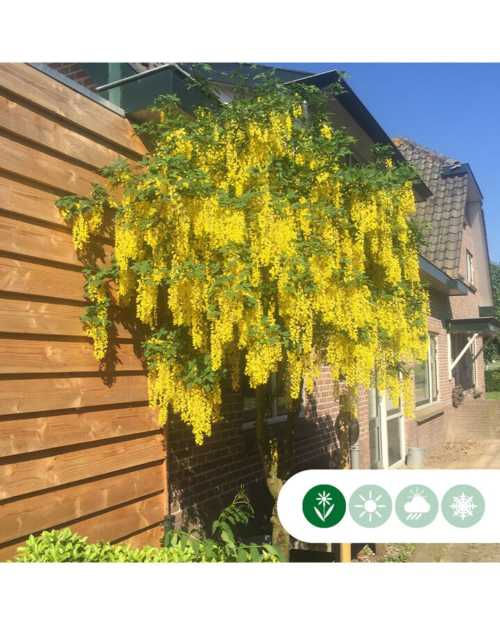 Gouden regen meerstammig | Laburnum wat. 'Vossi'