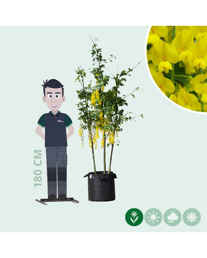 Gouden regen meerstammig | Laburnum wat. 'Vossi'