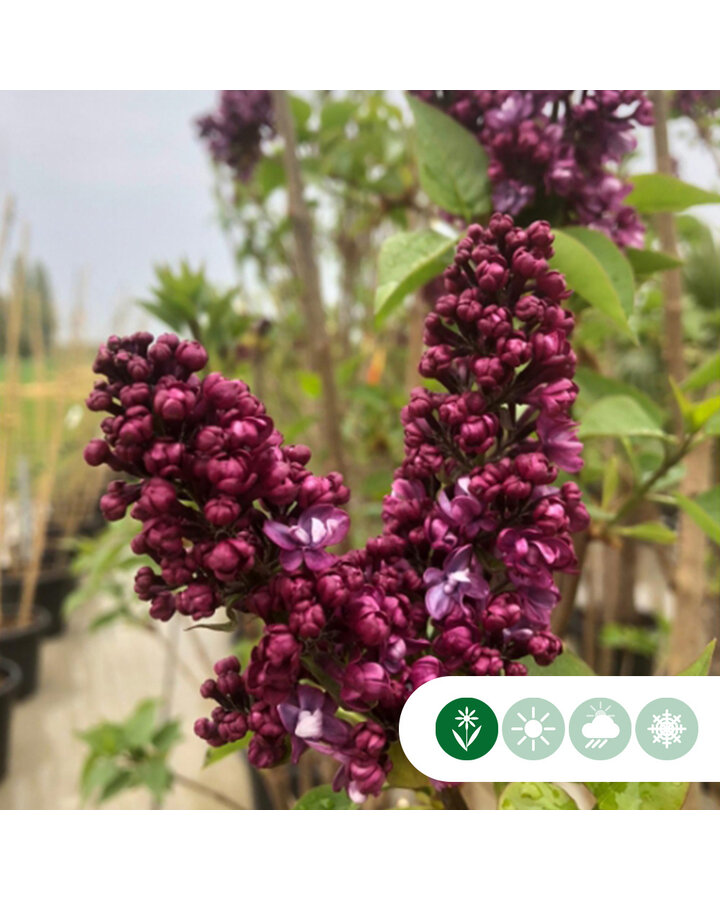Sering Charles joly | Syringa vul. Charles joly