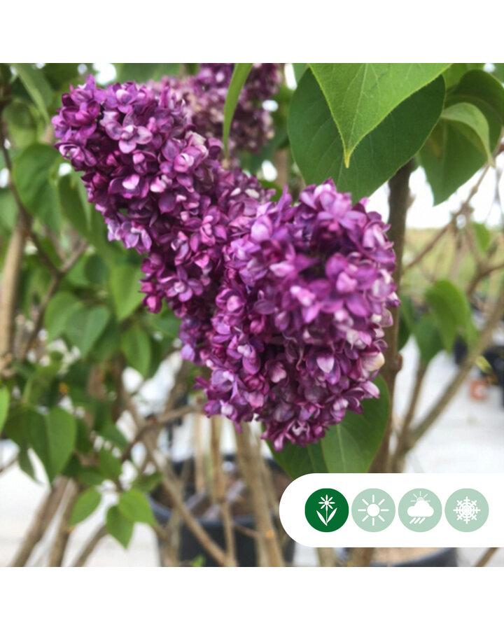 Sering Charles joly | Syringa vul. Charles joly